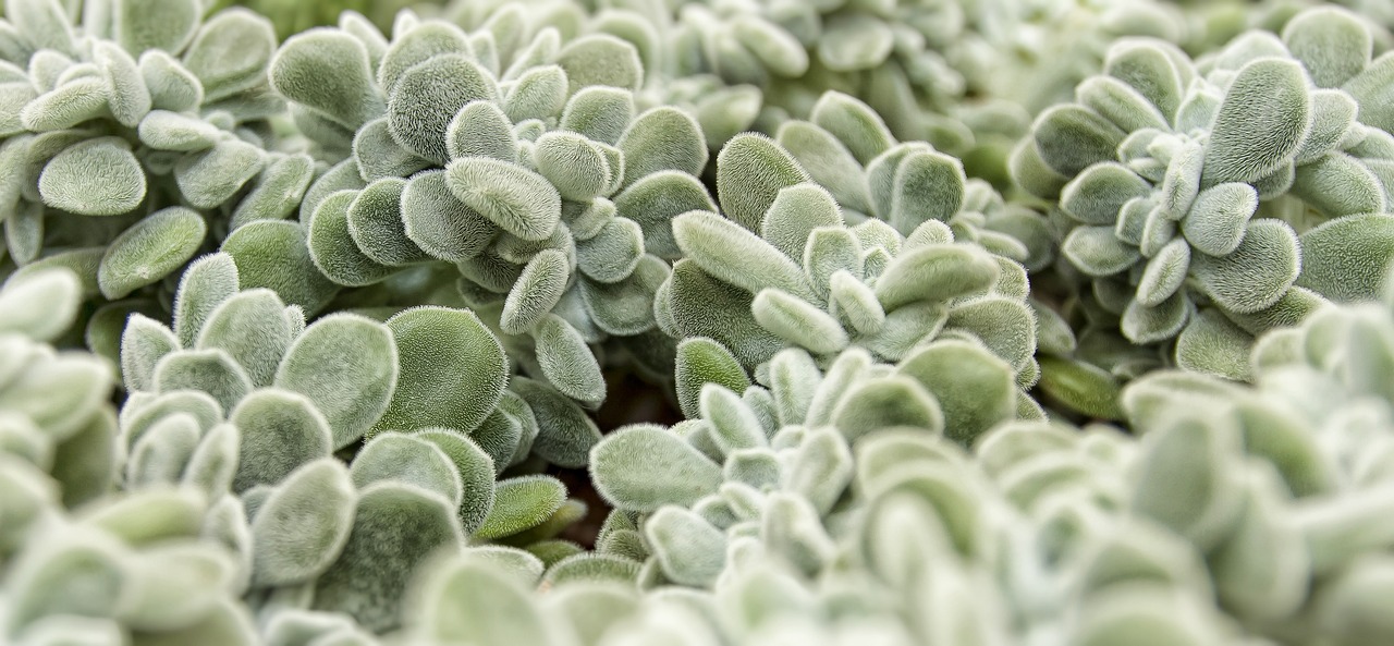 Growing Succulents in Pots: Easy Step by Step Guide